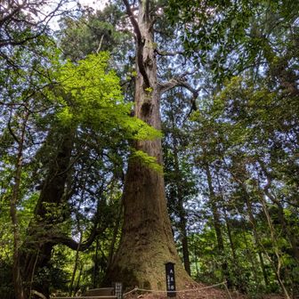 行者杉のうち、大王杉
行者が植えた杉が一帯に生えている。この大王杉は樹齢600年ほどのもの
