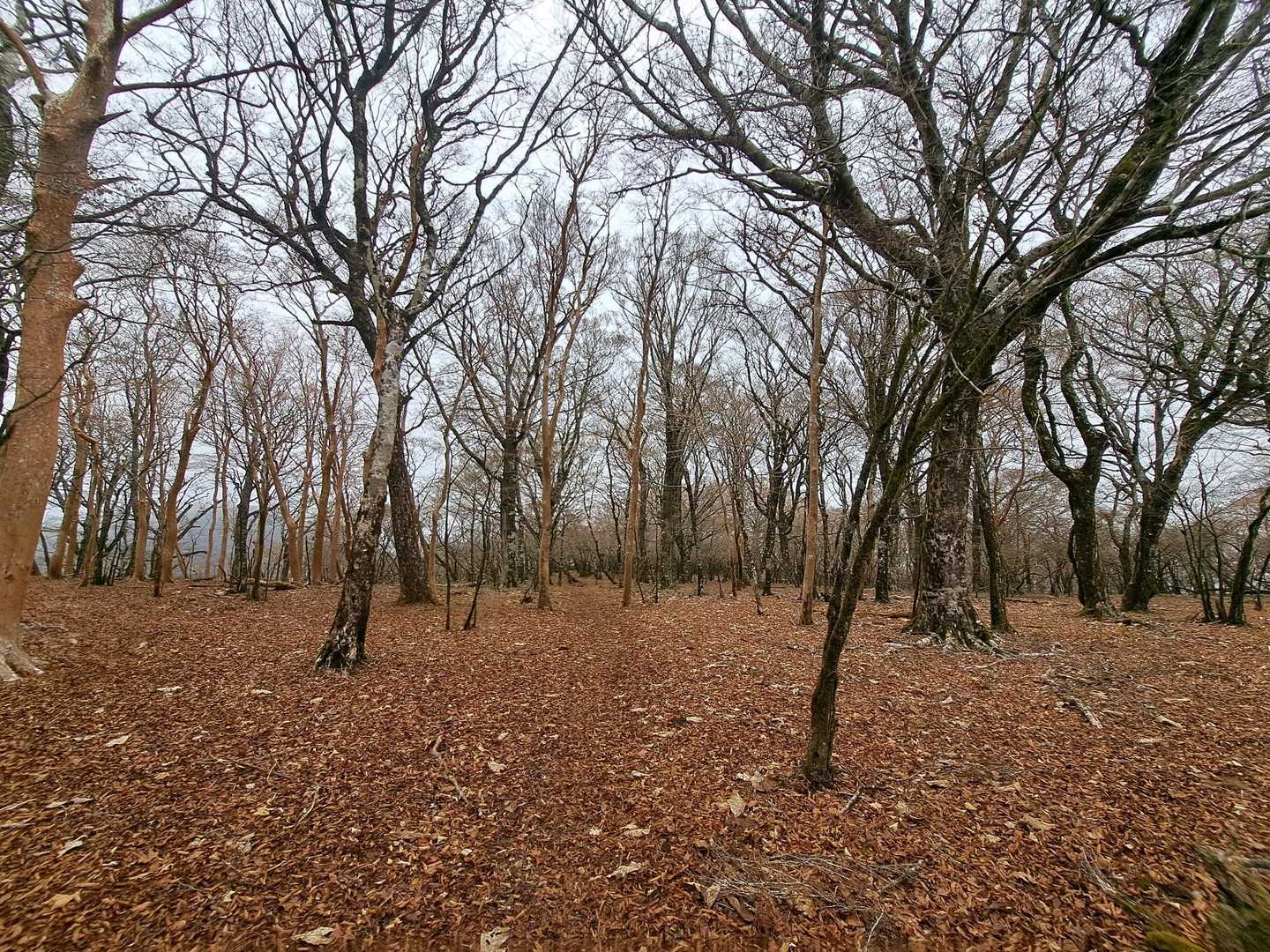 池の平-位牌岳-一服峠-袴腰岳-馬場平-愛鷹山 周回コースの写真