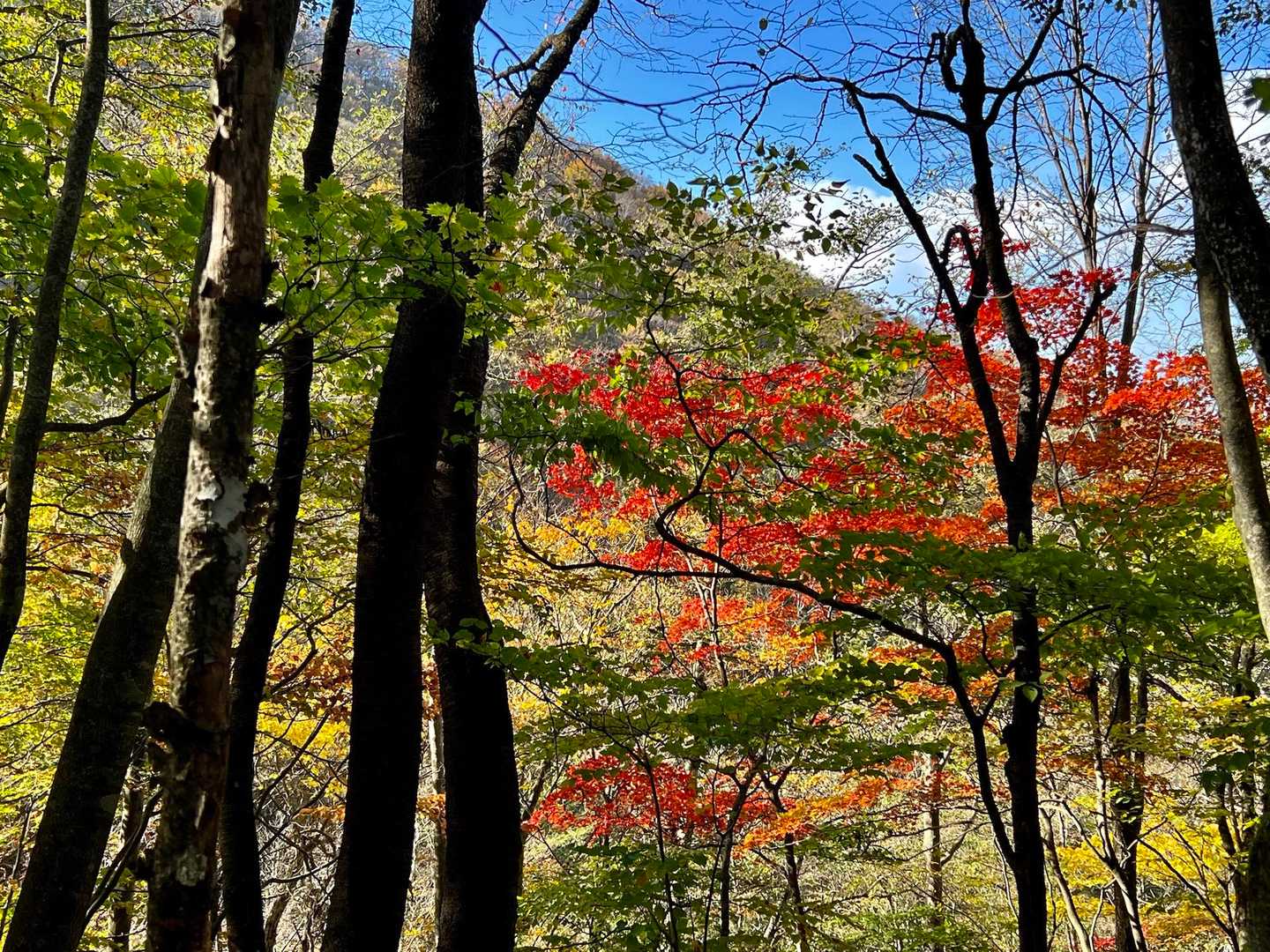 大石峠-大石峰山-金堀山-節刀ヶ岳 往復コースの写真