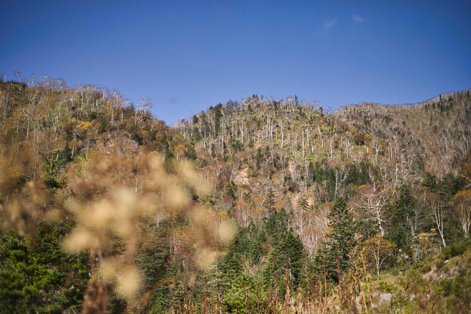 南クマネシリ岳登山口-南クマネシリ岳 往復コースの写真