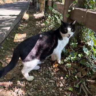 猫ちゃん🐈