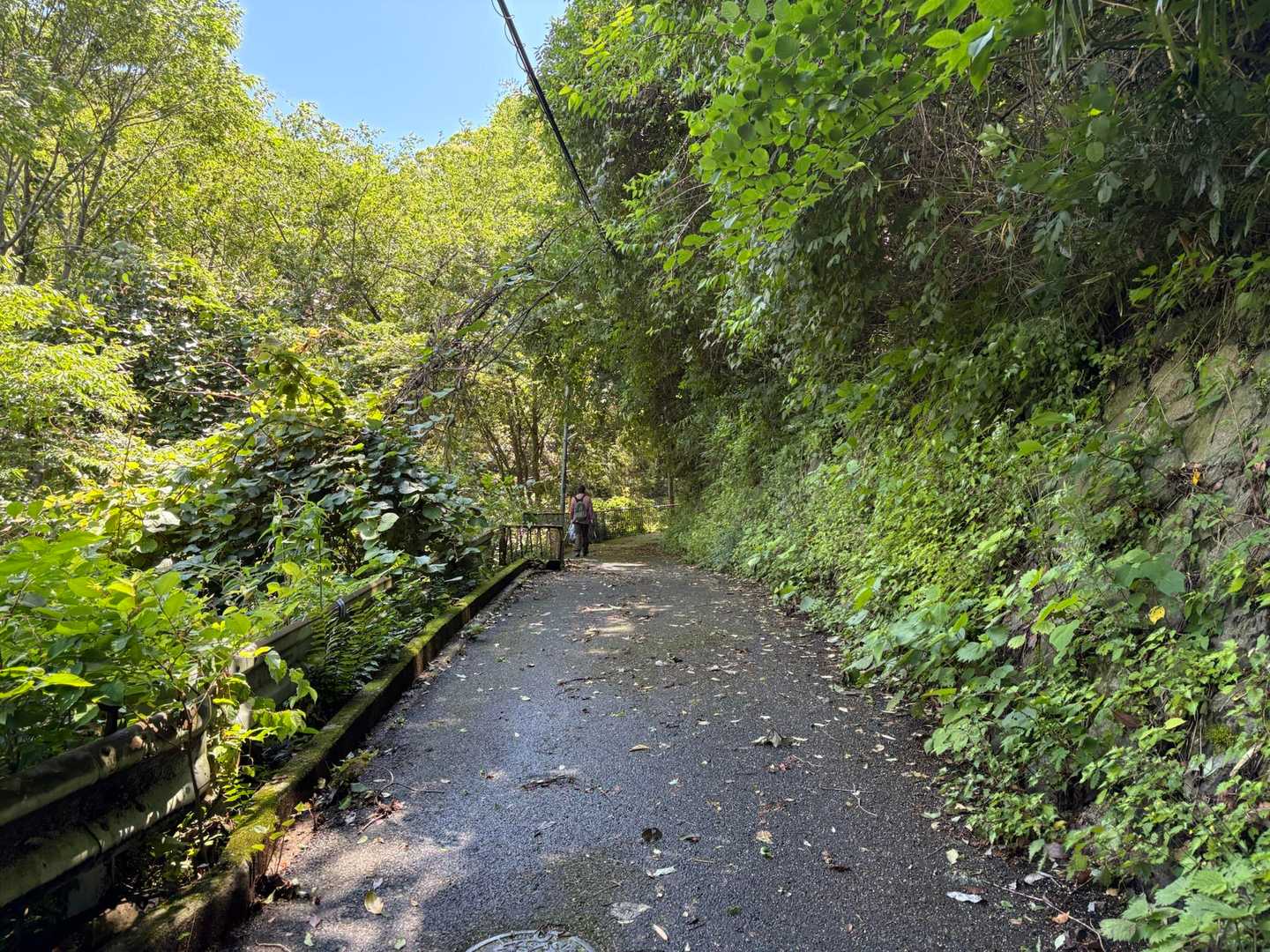 やっと山道っぽく