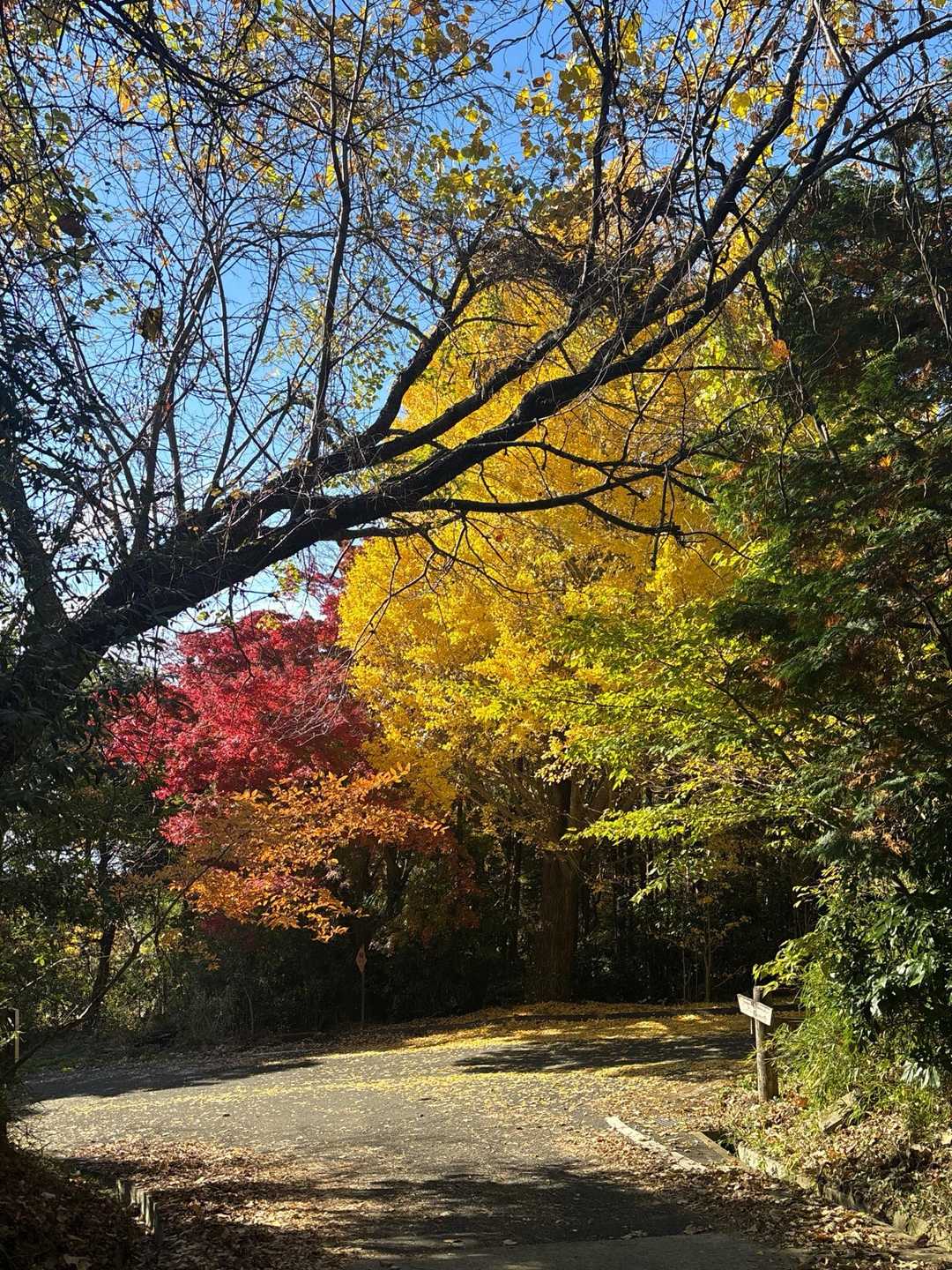 NICE💛🧡🍁