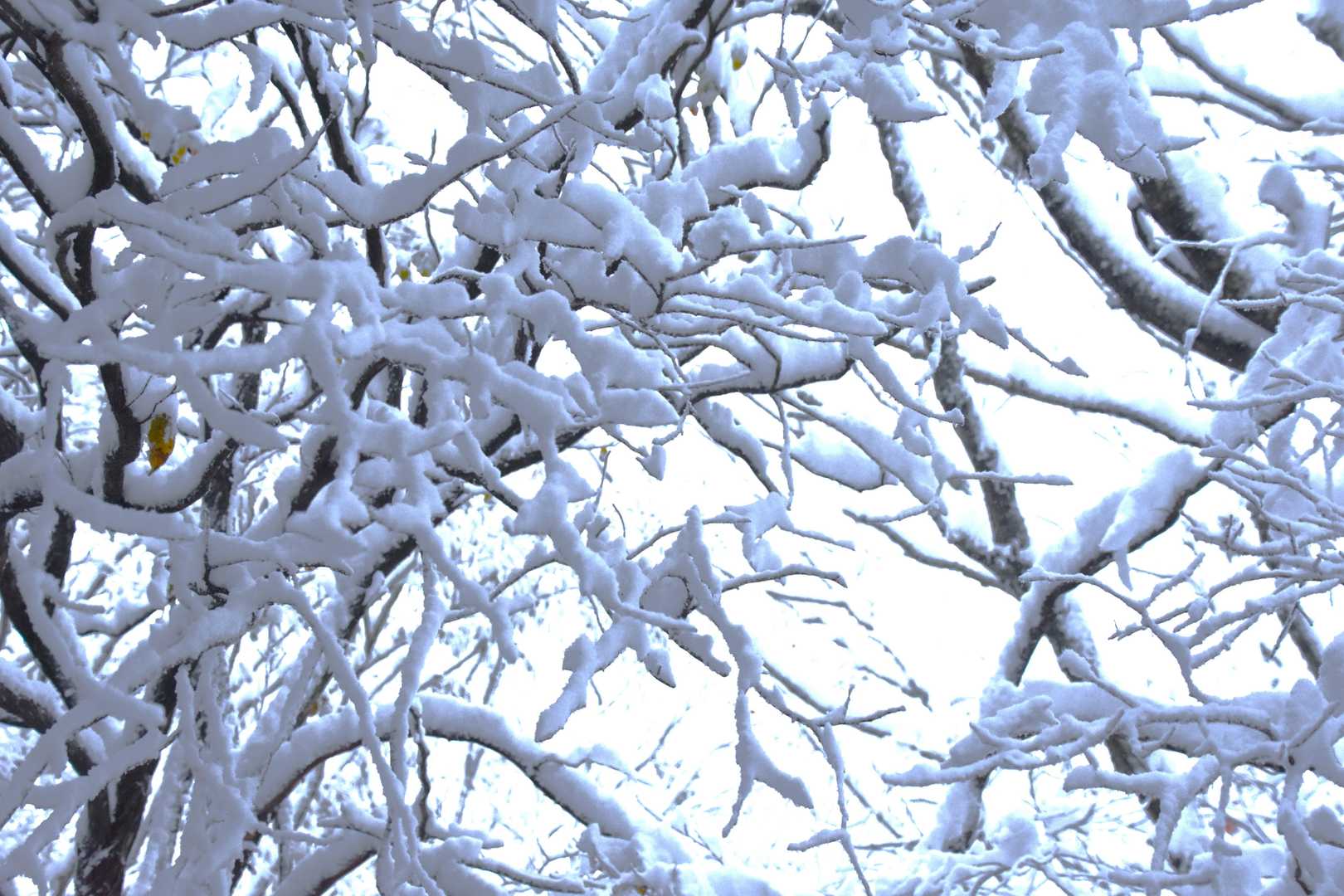 かなりの雪が降った模様