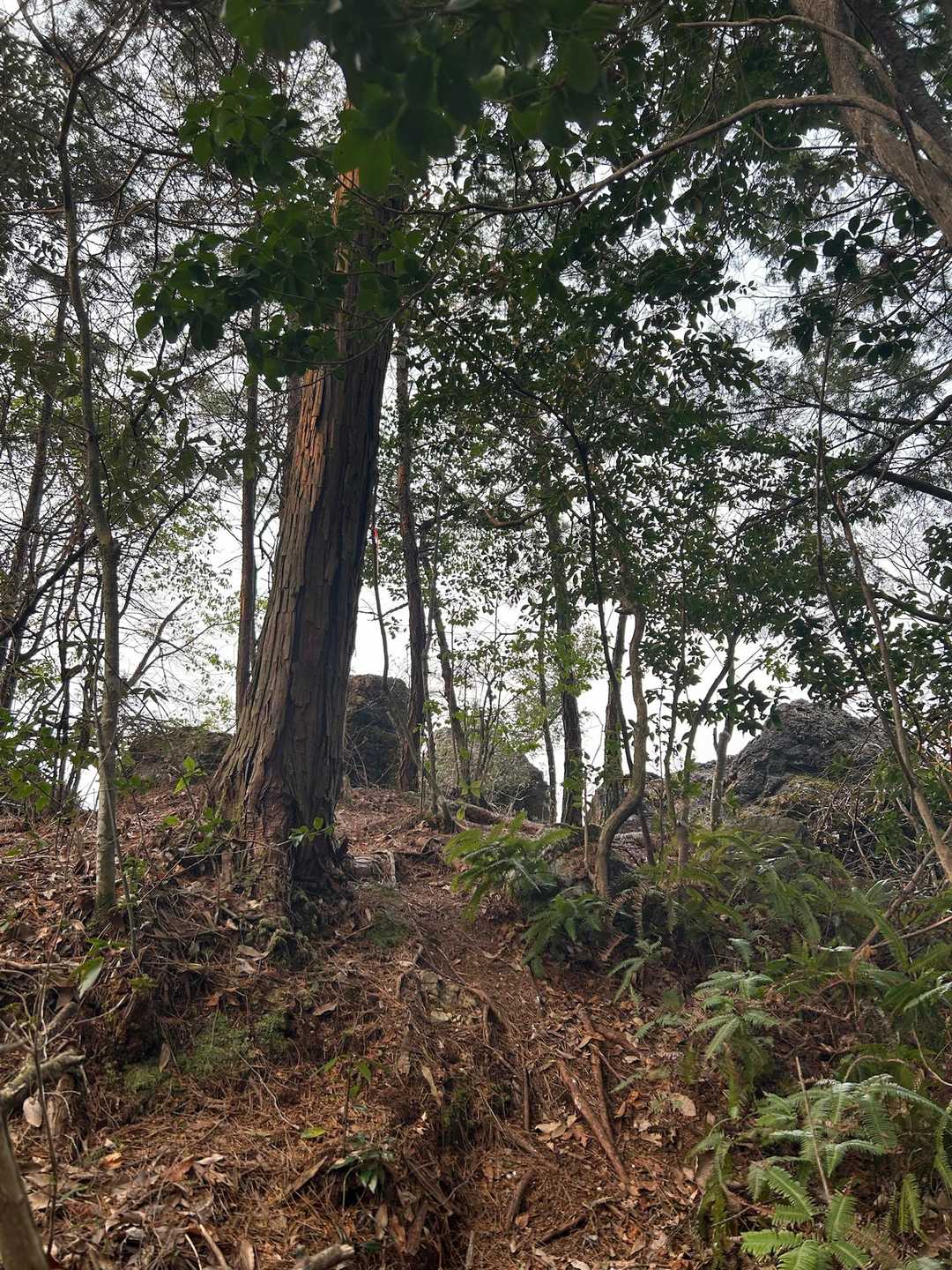 木立の登山道がとてもいい感じでした