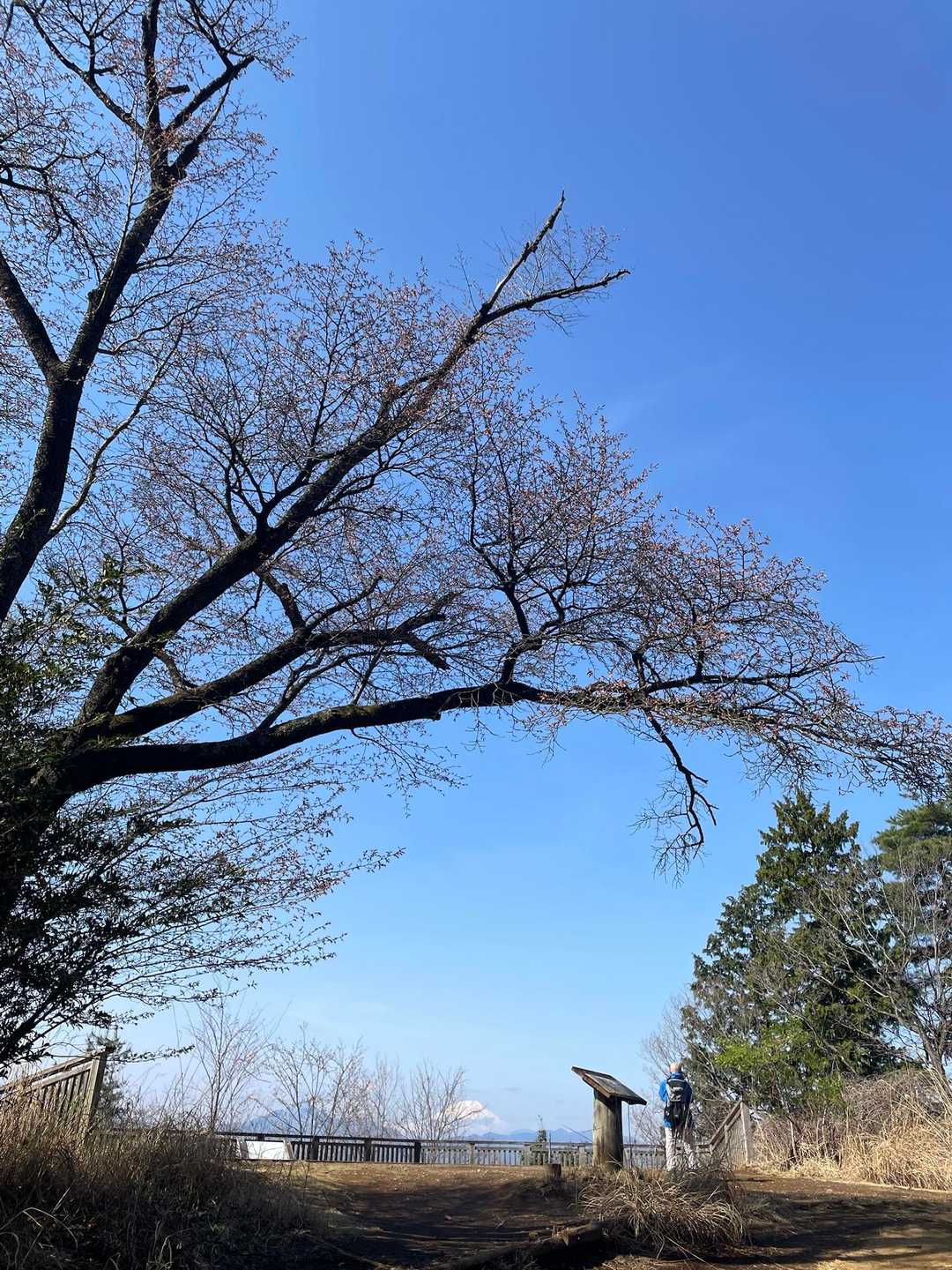 展望台へ。こちらの桜🌸はまだつぼみ