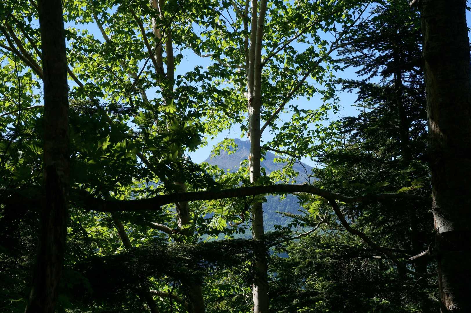 標高が上がり隙間から日光白根山が見えて来た！