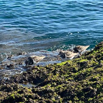 鳥が3羽いました
