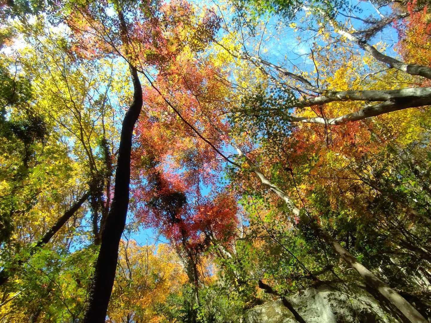 🍁💚💛🧡❤️🩵