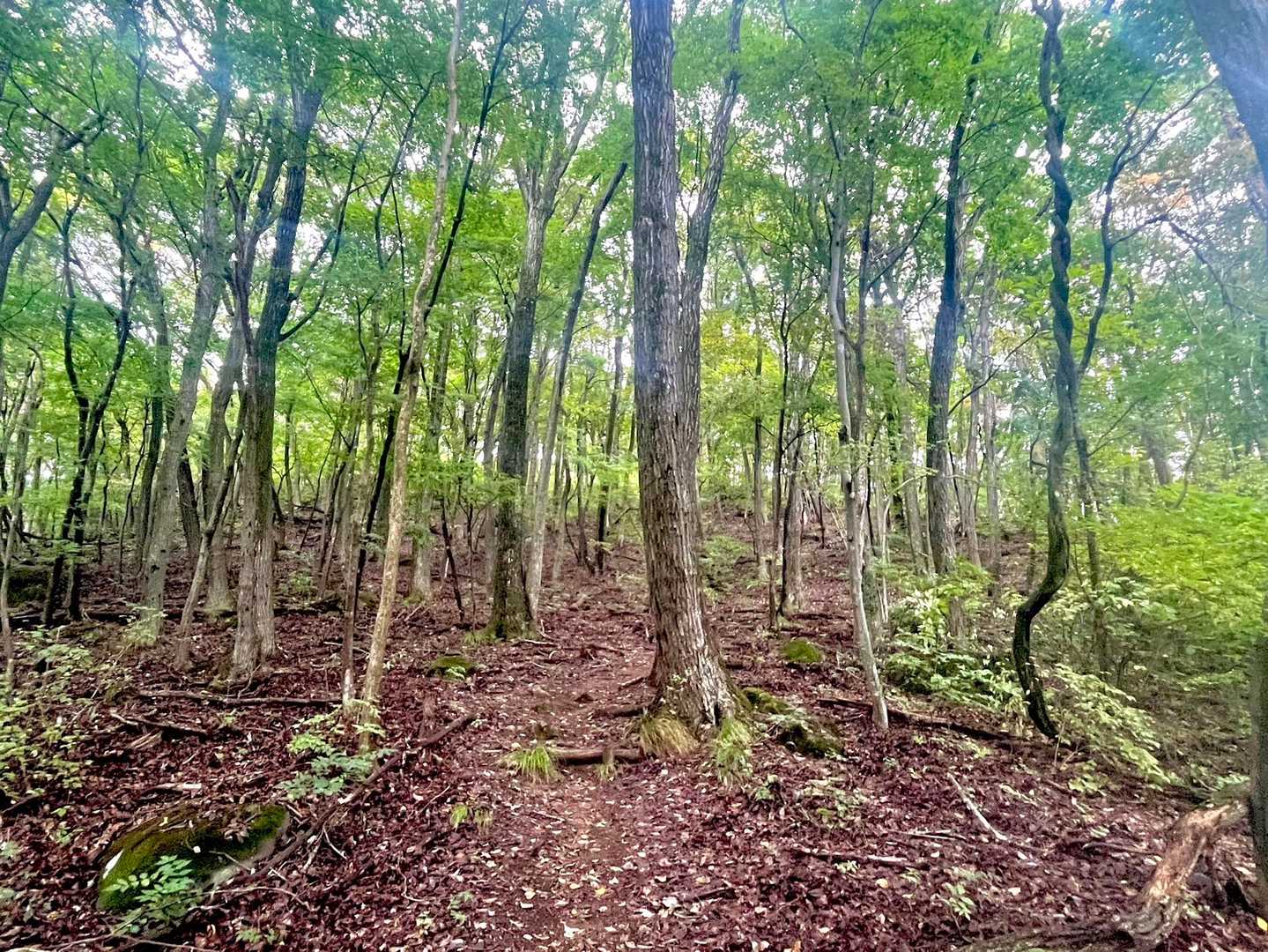 　低山でいいから
　少し登りたいよね
　って、なって…