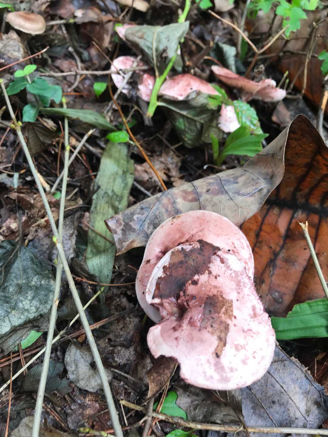 これって、コムラサキシメジ？教えてください。