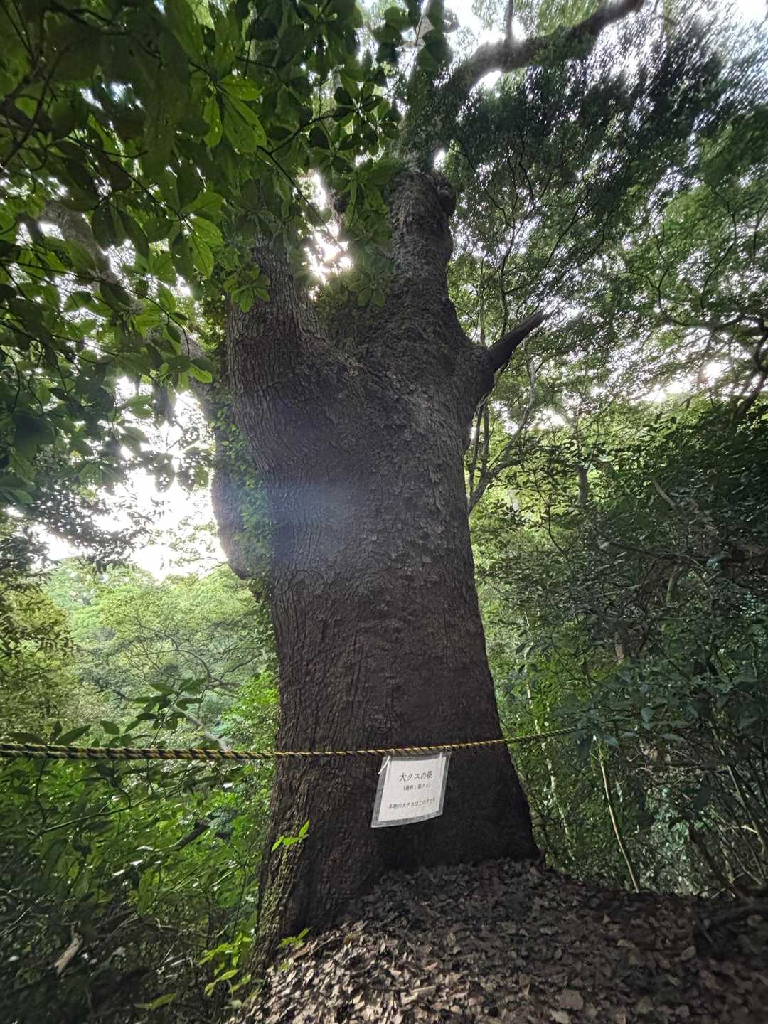 大クスの孫🌳