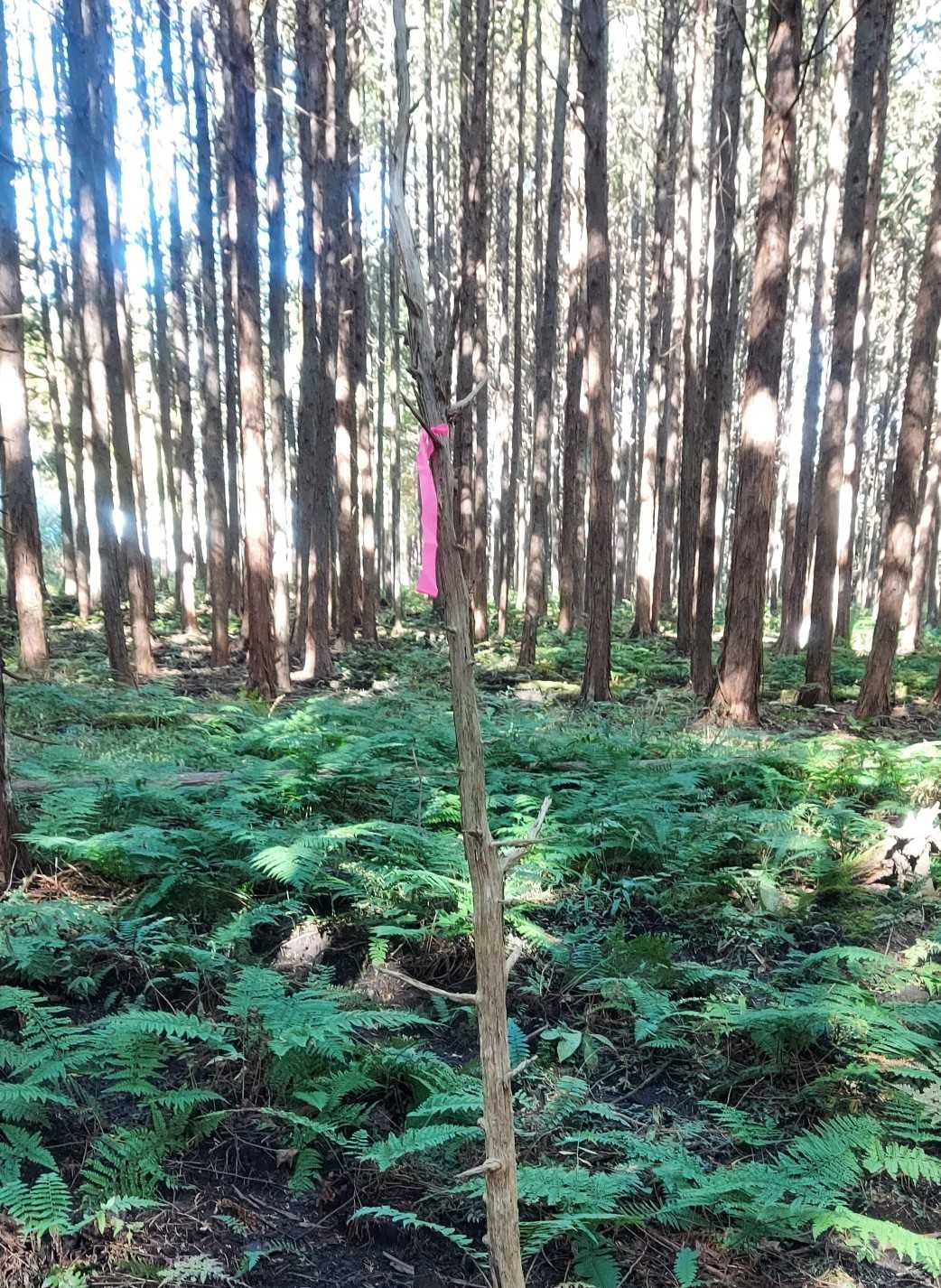 この辺りが山頂(ピンテ取付)