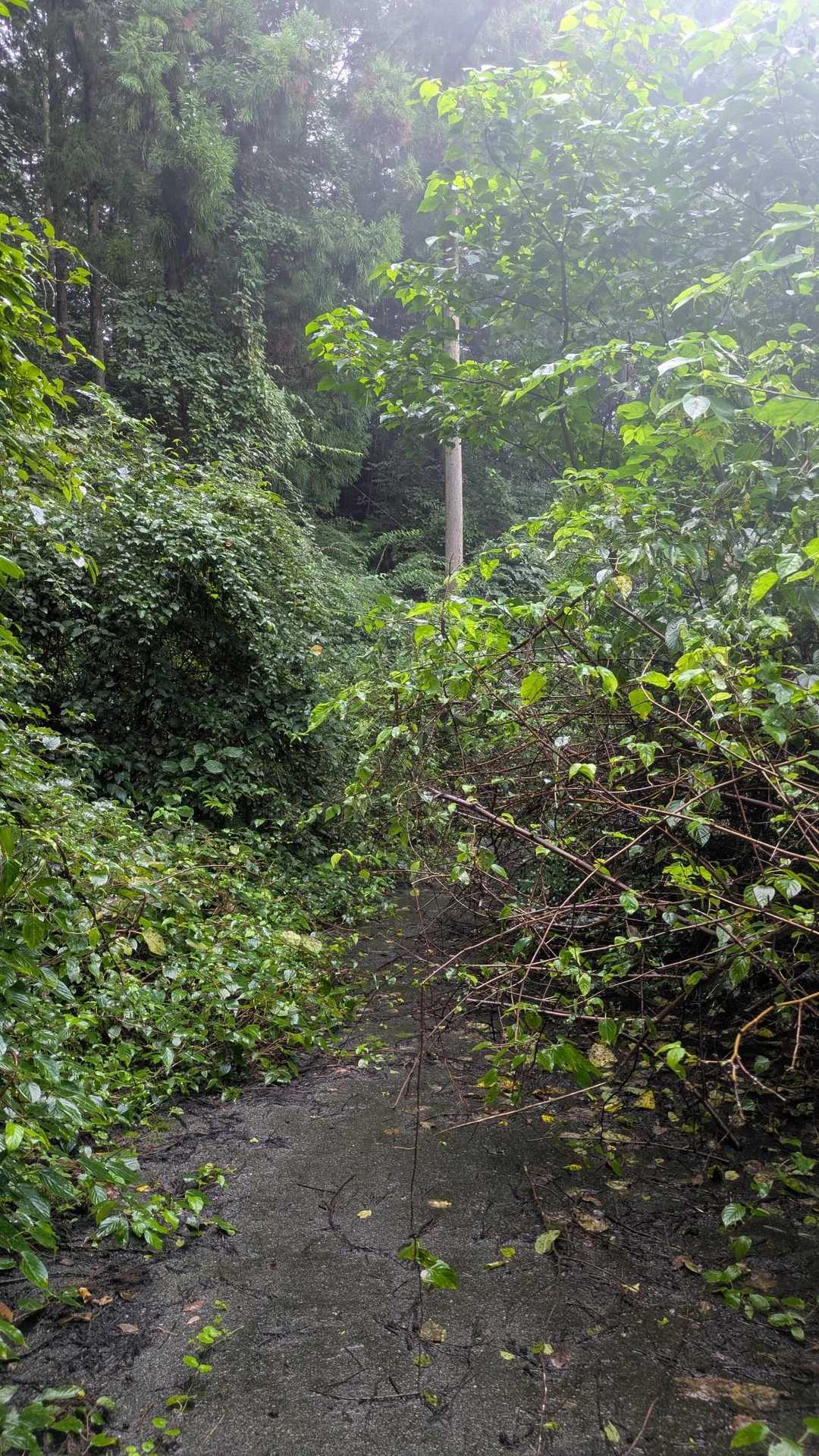 林道に出てもこの状態続く🤣
雨に降られ草木をかき分け、びっちゃんこ💦
下山して駐車場に降りてきたら、真上で雷　ゴロゴロ⚡️
今回も無事　下山出来た事に✨感謝✨🙏
ありがとうございました🙇