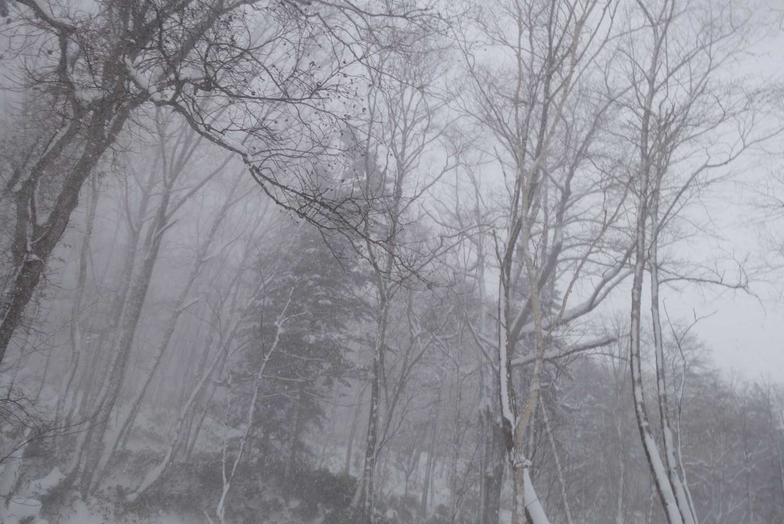 漁川口-林道沢出合-漁岳 往復コースの写真