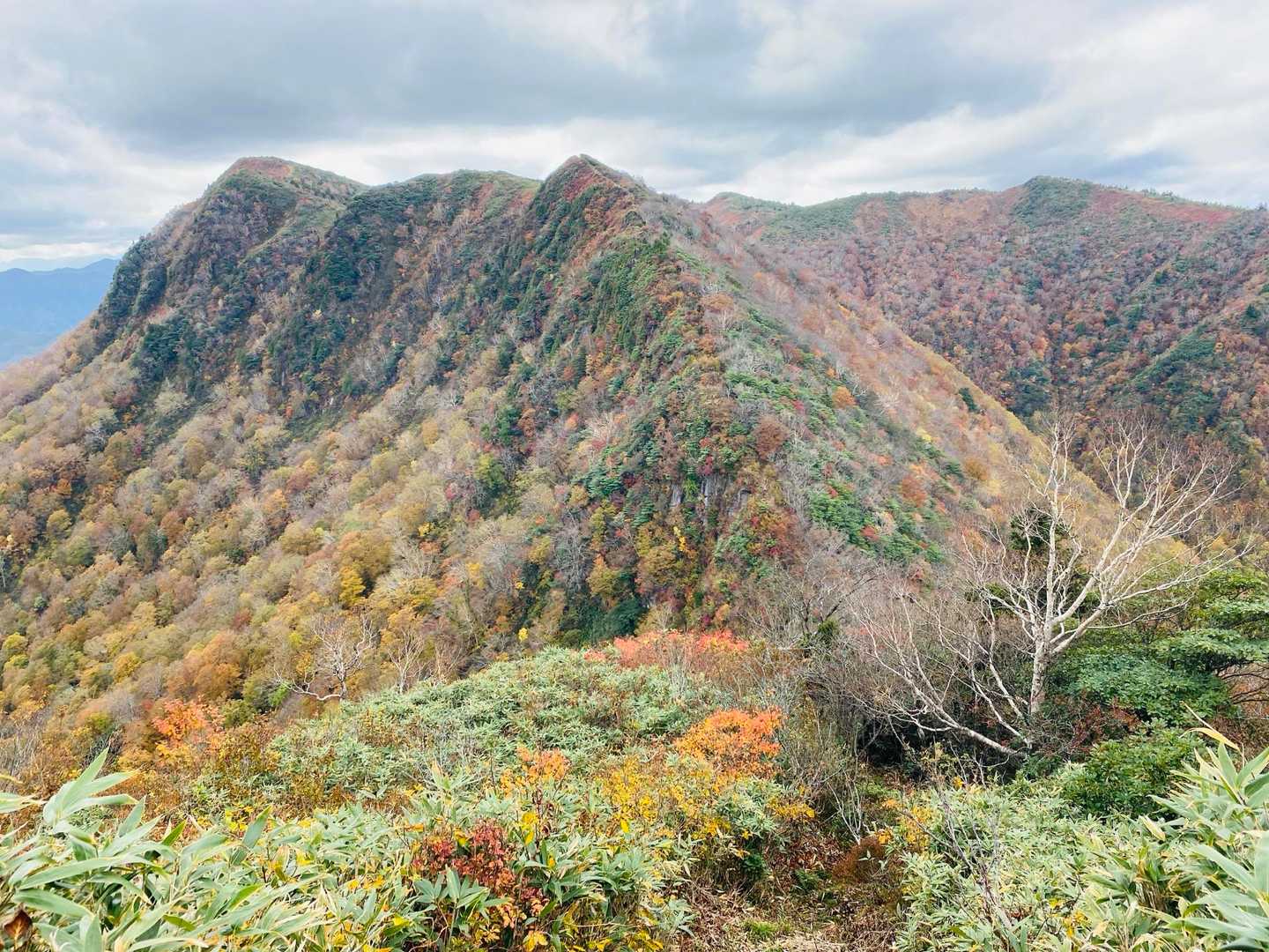 🍁