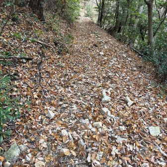 落ち葉がたくさん
ほとんど歩いた跡が残っていない