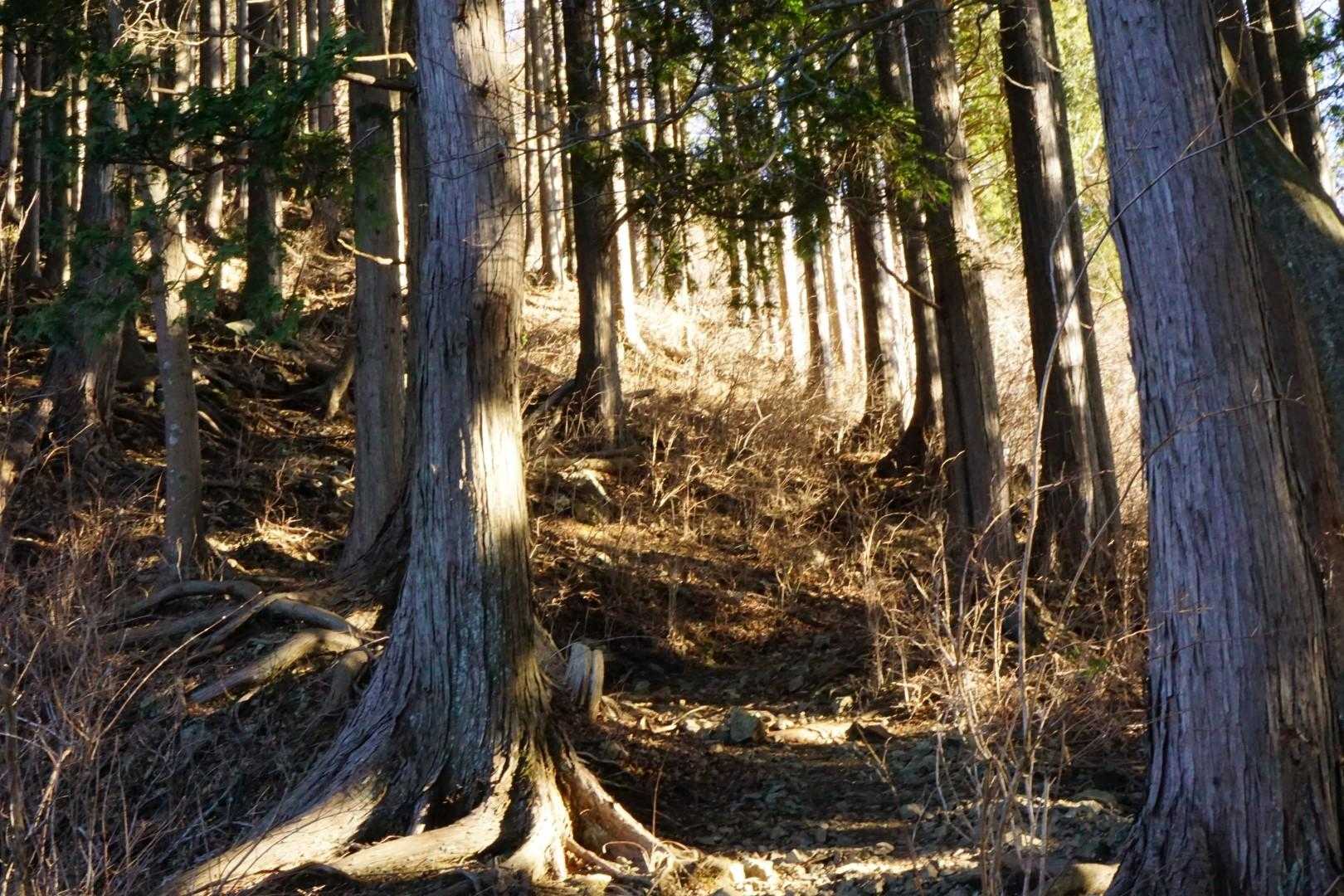 しばらく杉の間を通ります
もう花粉が飛んでるようです