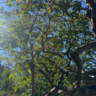 平バス停から山神神社の脇を抜けると柿の木🌰（栗のスタンプで代用）