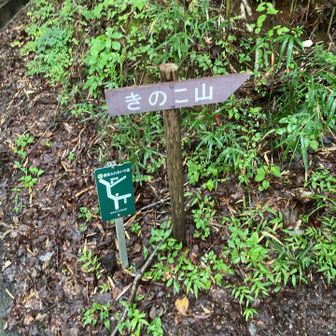 きのこ山へ