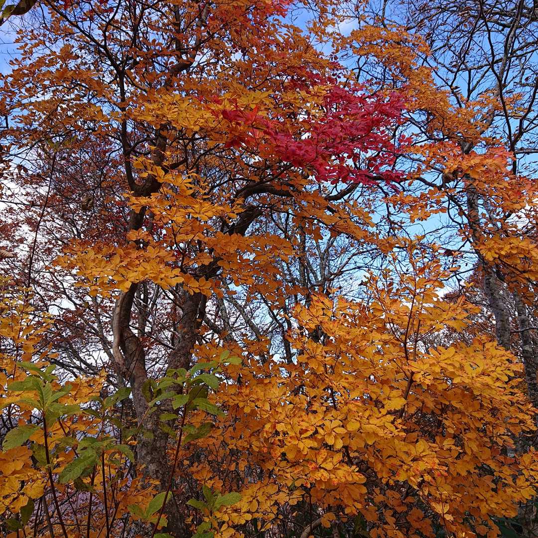 ドウタンの紅葉が美しい🍂
