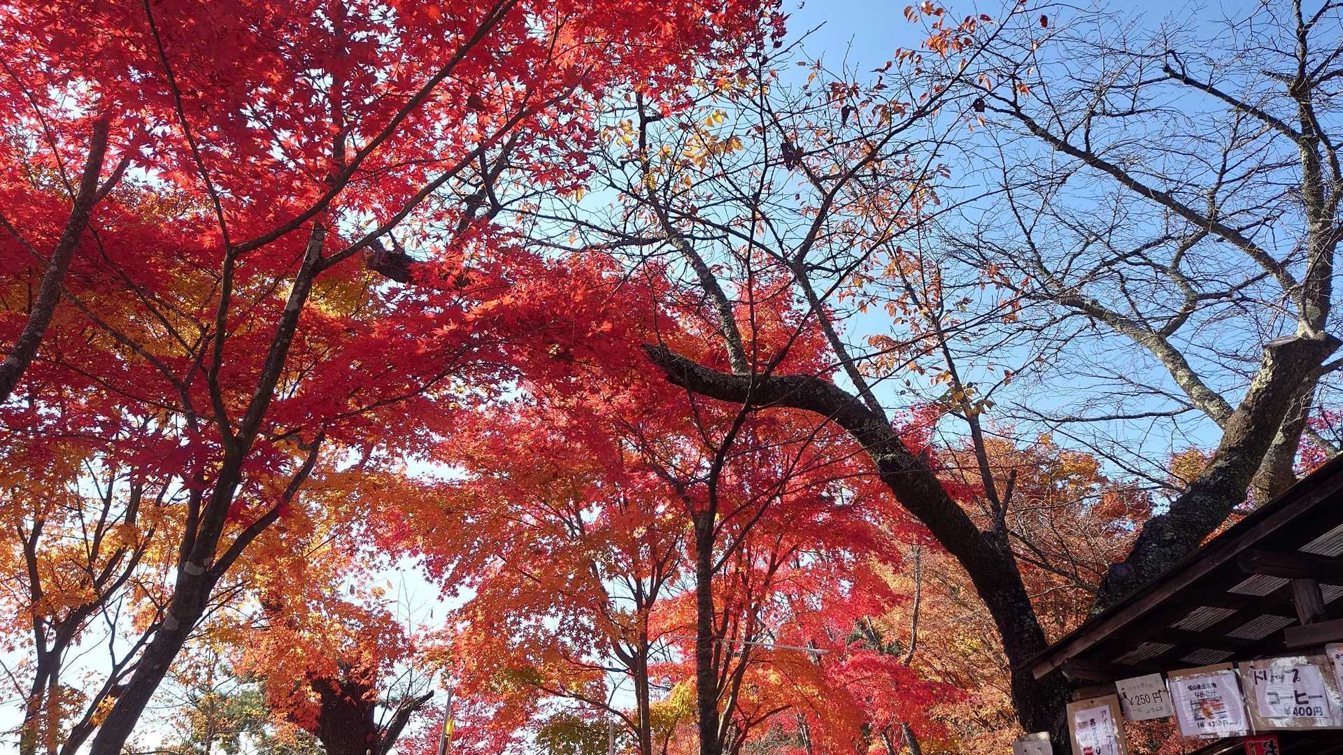 奥高尾縦走コース（陣馬山-堂所山-景信山-小仏峠-城山-高尾山）の写真