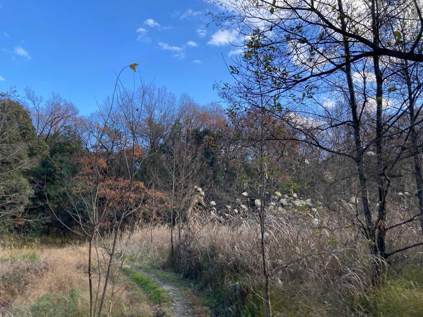 小道の先がおんか山です