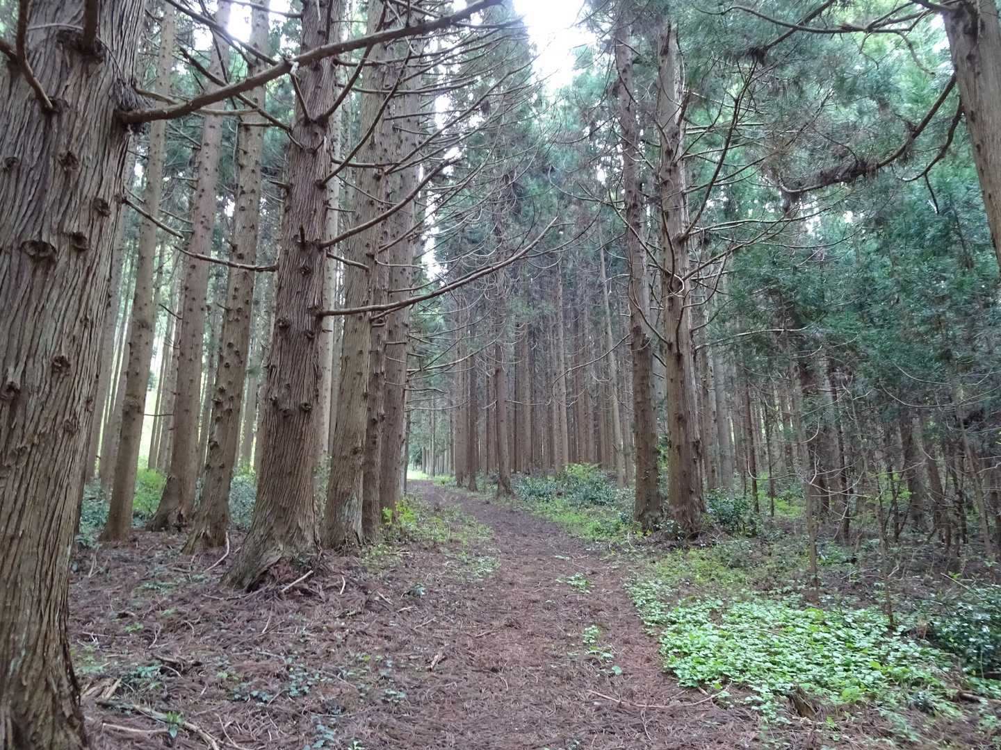 岡本登山口-森山 往復コースの写真
