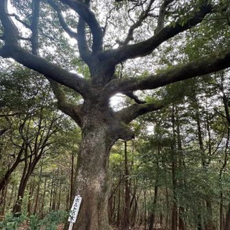 名前が倒れていた…🥹
「ホルトの木」③
「"」がありませんが…⁉️