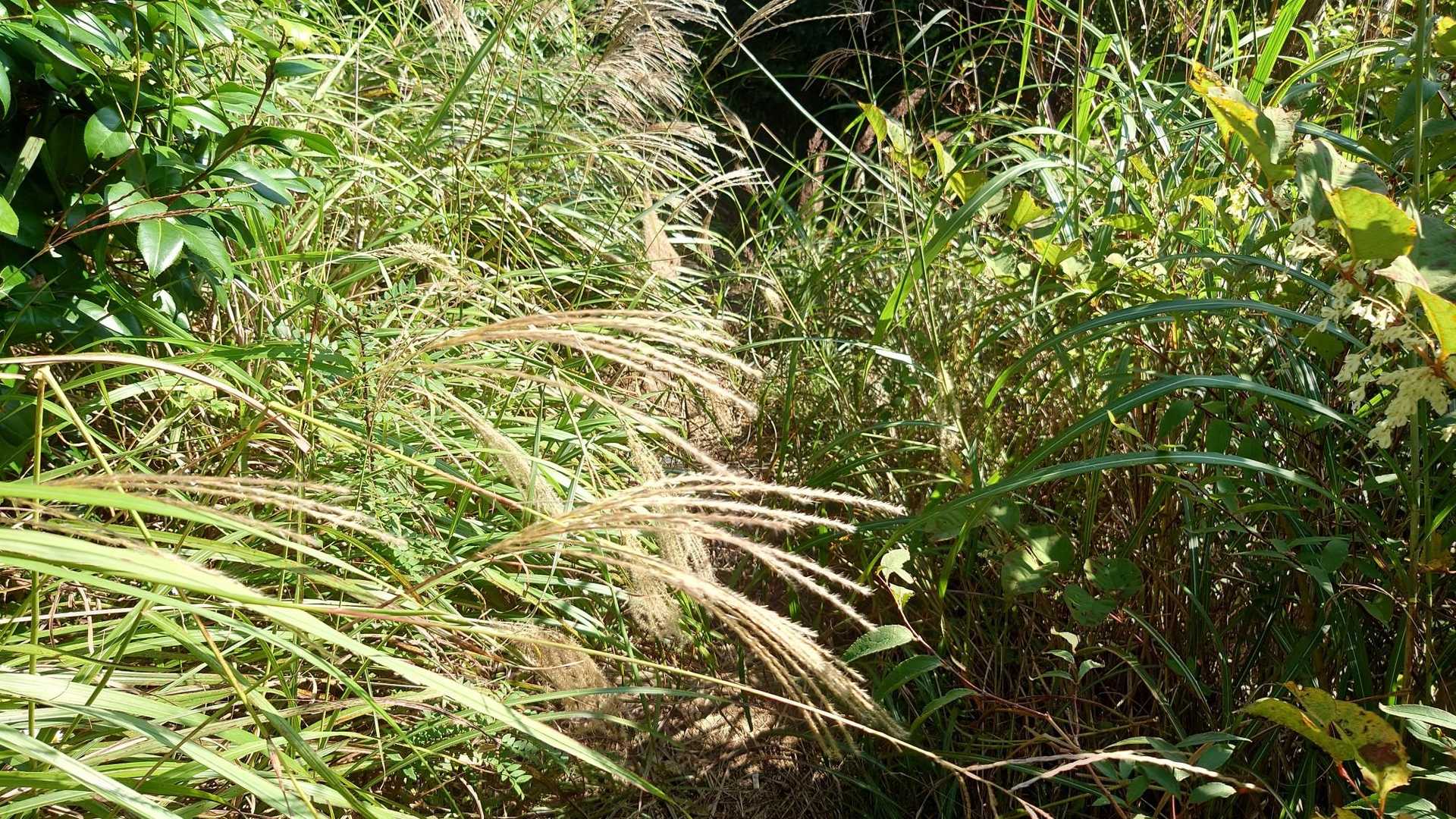繁ってます