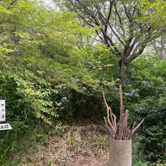 入り口　紫陽花がキレイです