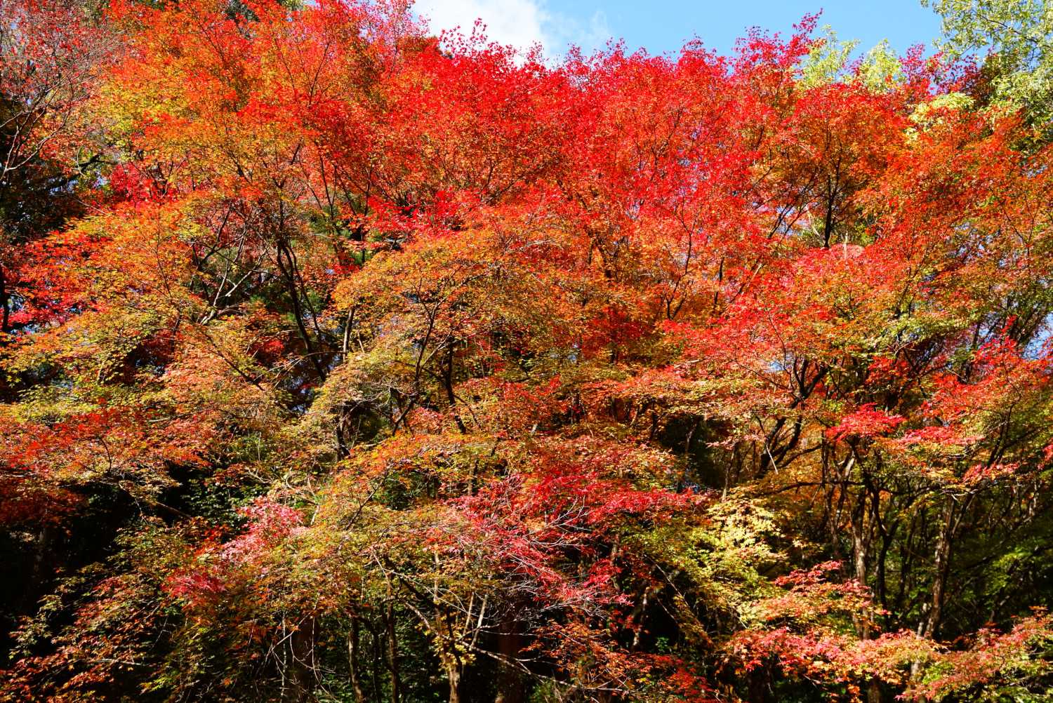 見事な紅葉です。陽が射しこみ戻って撮りなおす(笑)。