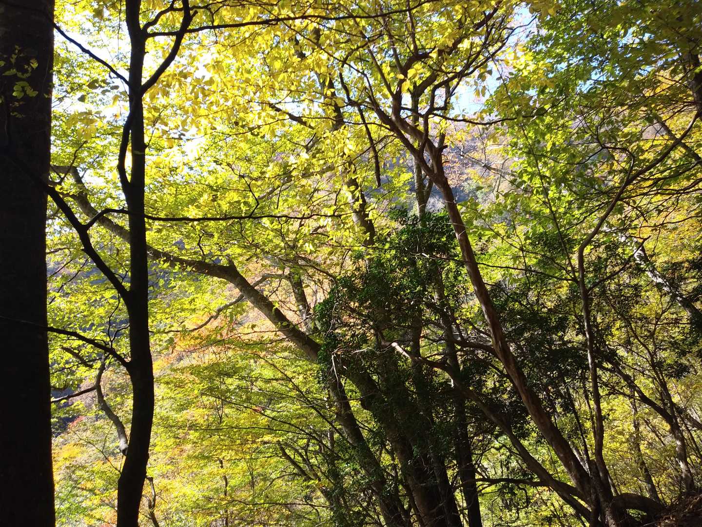 小袖登山口-堂所-七ツ石山 往復コースの写真
