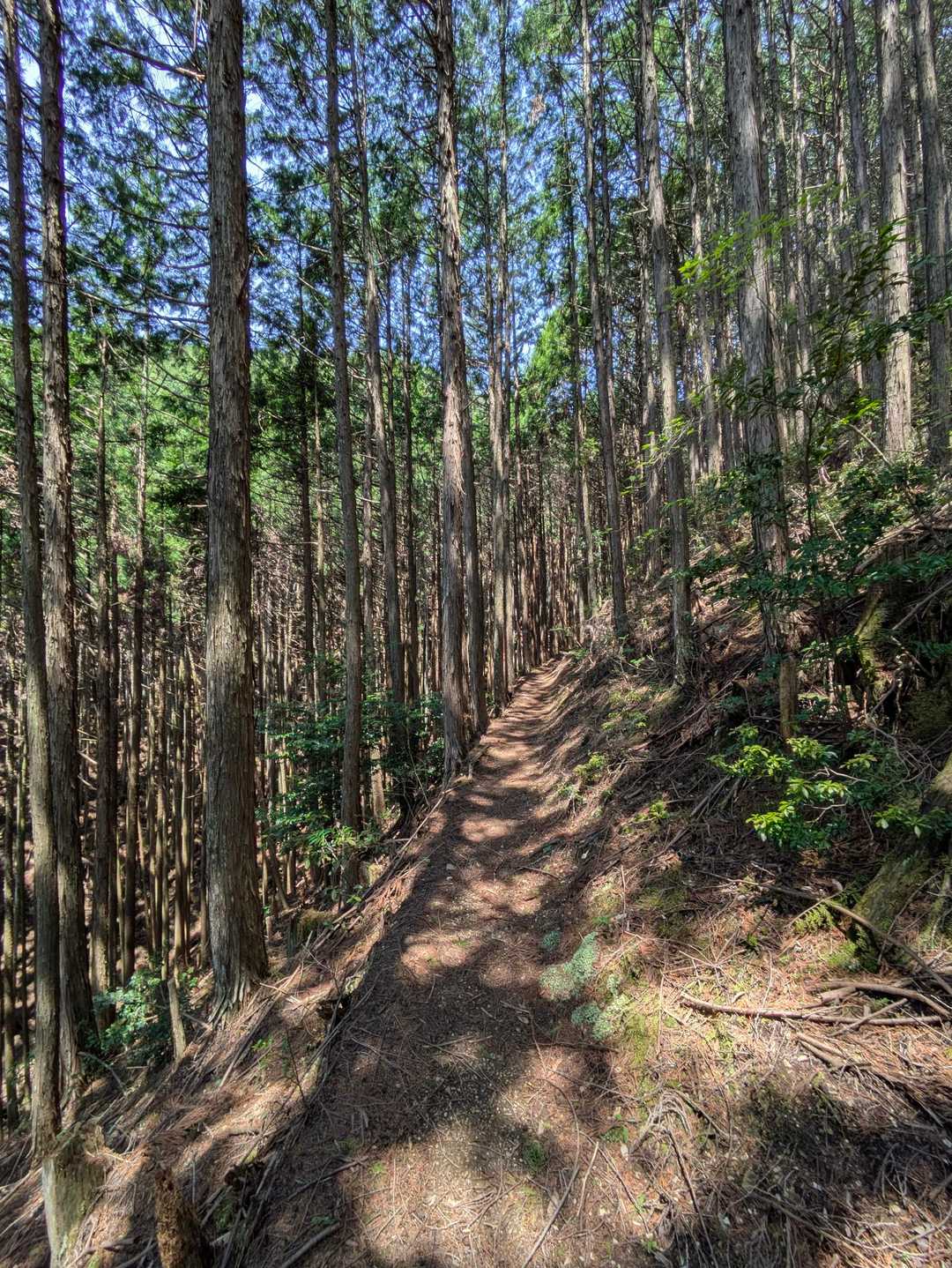 青根ヶ峰登り口-青根ヶ峰 周回コースの写真