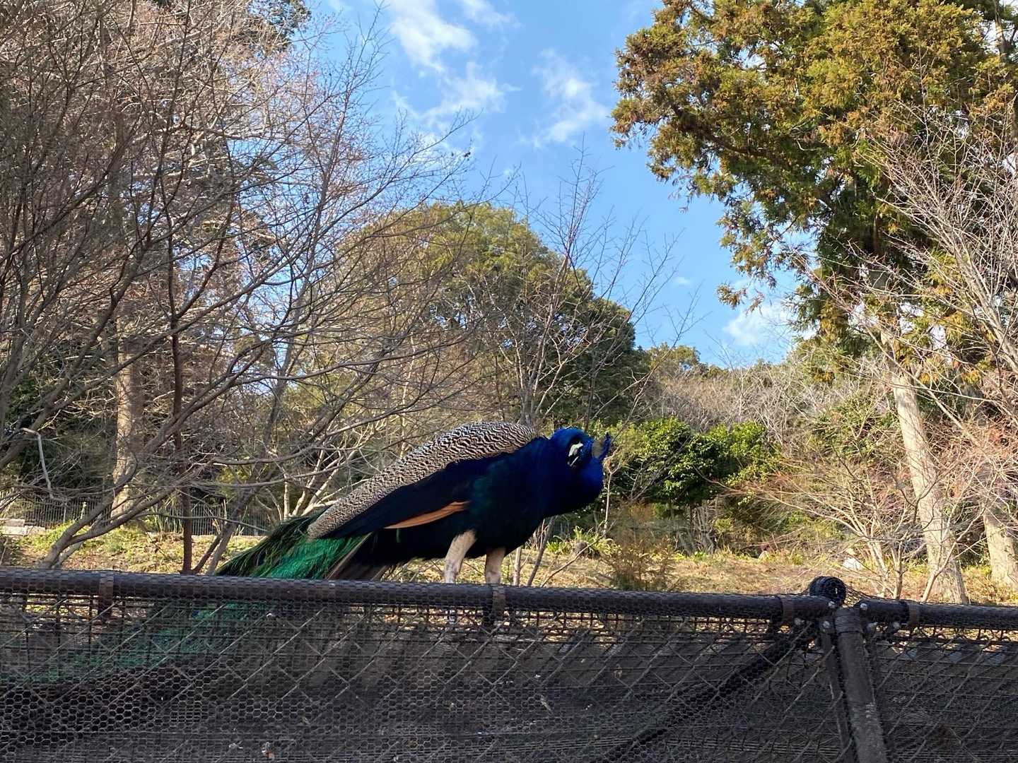 桜より、この孔雀🦚がツボりました✨