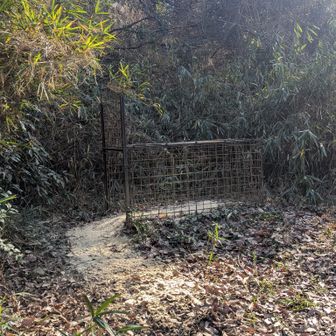 わ！猪の檻かな🐗
向かって右側に道があったのですが(後で気付いた😅)、なぜか自信満々で左側の竹藪の方に突進してしまい、10分ほど竹藪と格闘しました😵