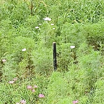 コスモスです。ピンク🩷や白、
眼力必須かな！