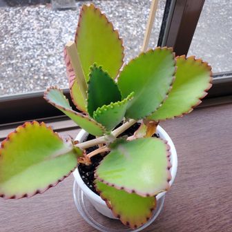 こんけい