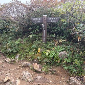 お花畑と通常ルートの分岐へ到着！
お花畑ルートは下山の楽しみに取っておくことにして、行きは通常ルートを選択👍️