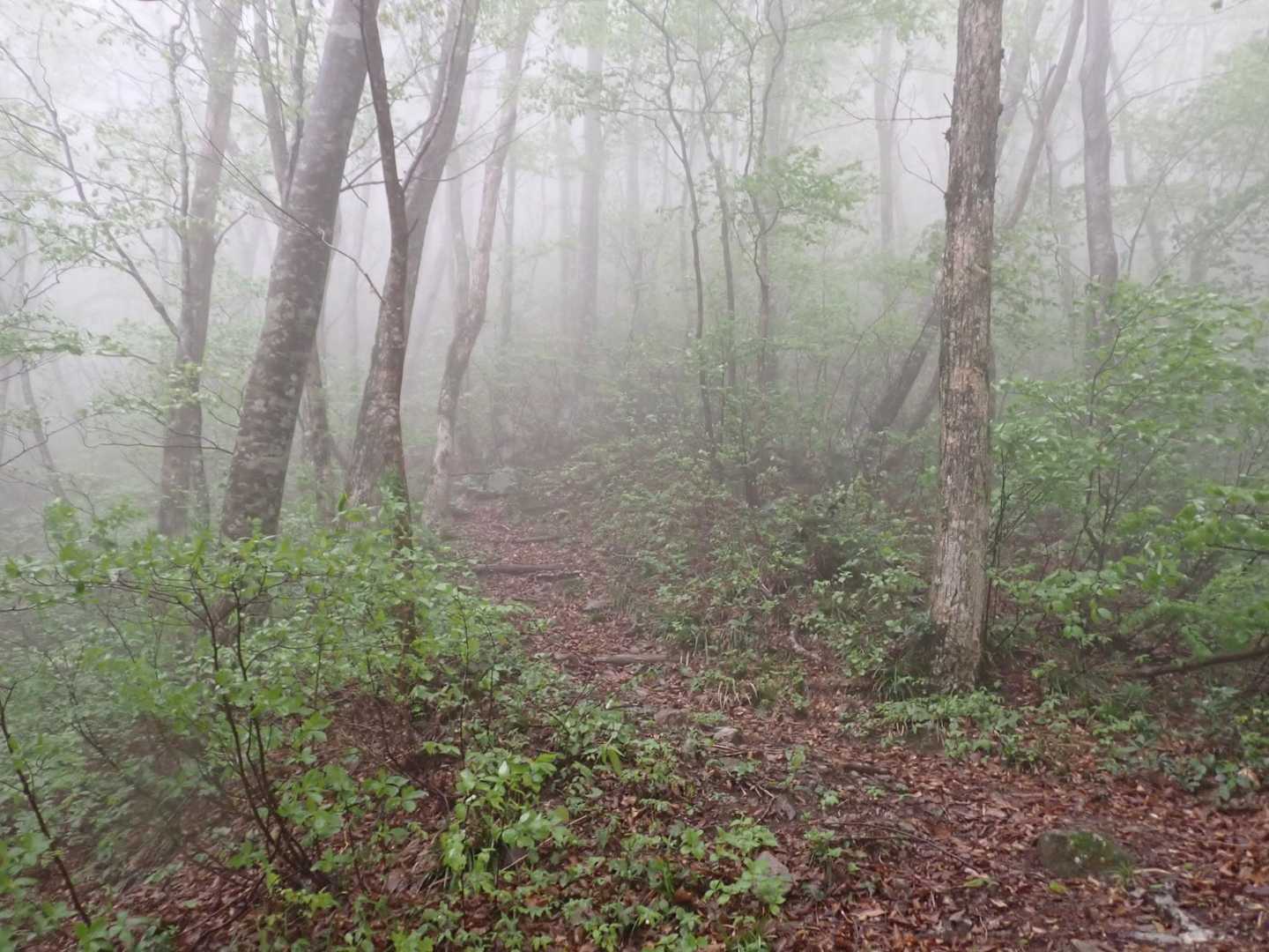 滝見コース入口-大万木山-大万木山権現-権現コース入口-横 周回コースの写真