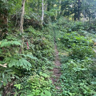 細かく木段があり、割と前から作られていたコースのようです
知らなかったな