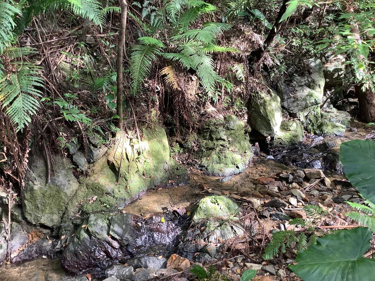 沢コースの名前通り、沢沿いを歩きます。水音が心地よい。