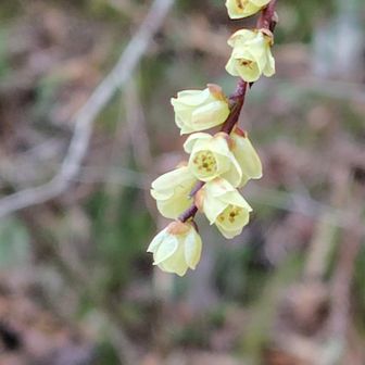 キブシ（木五倍子）
薬用、染料の木