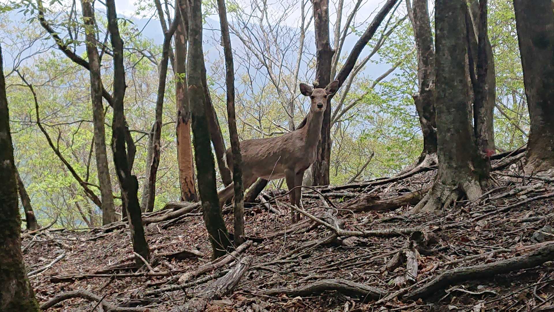 はい！ポーズ