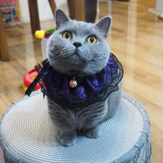 ベンゾウ