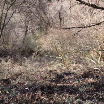 蓑毛側は斜面も急で道があったはずの所も推測できない