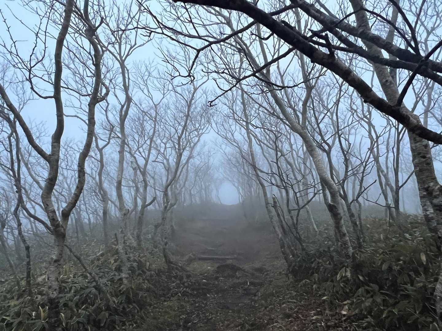 西別岳登山口-リスケ山 往復コースの写真