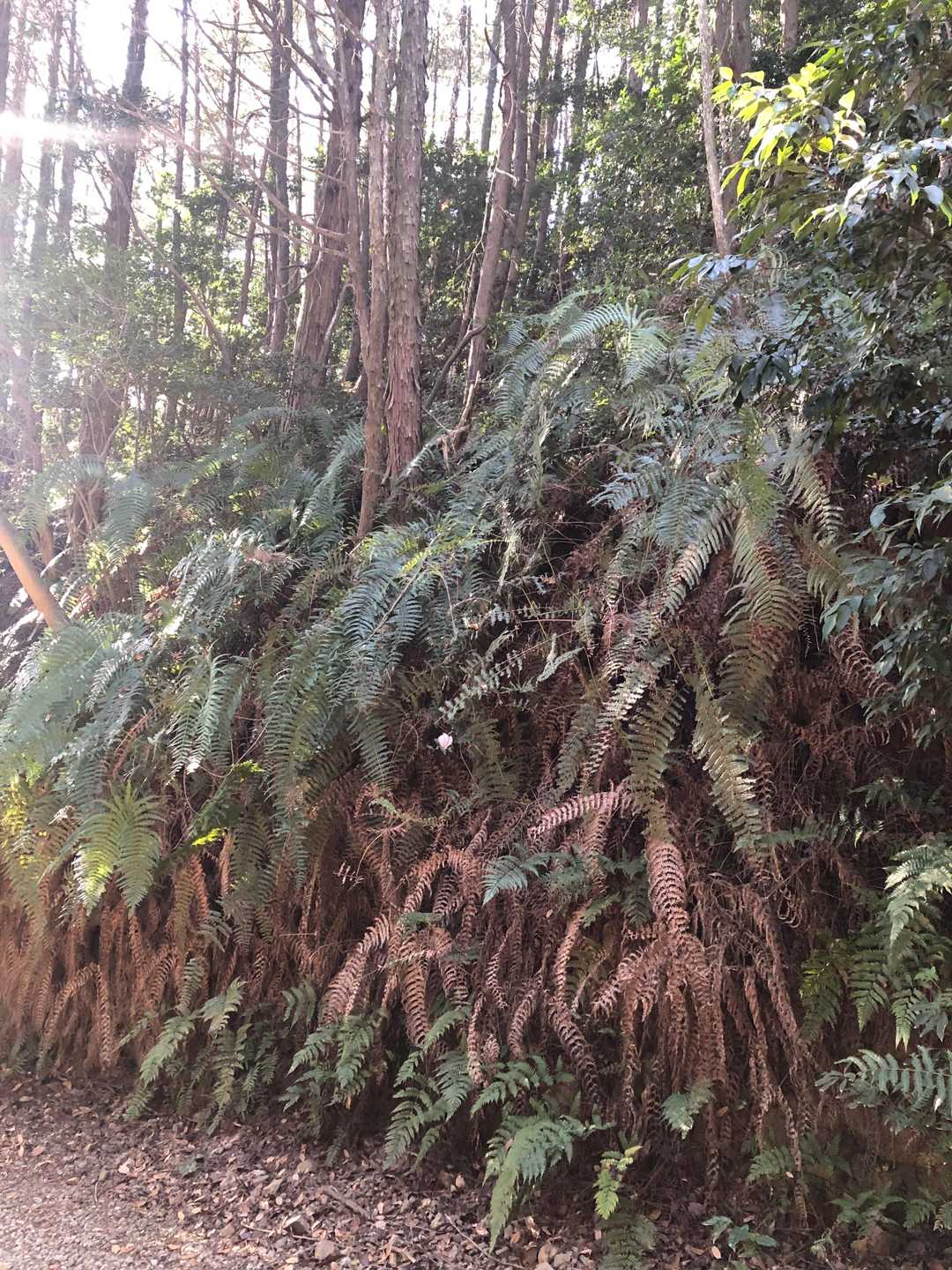 シダの群生が見事