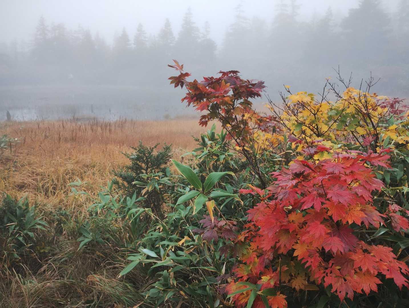 紅葉の色合いのコンビネーション🥰