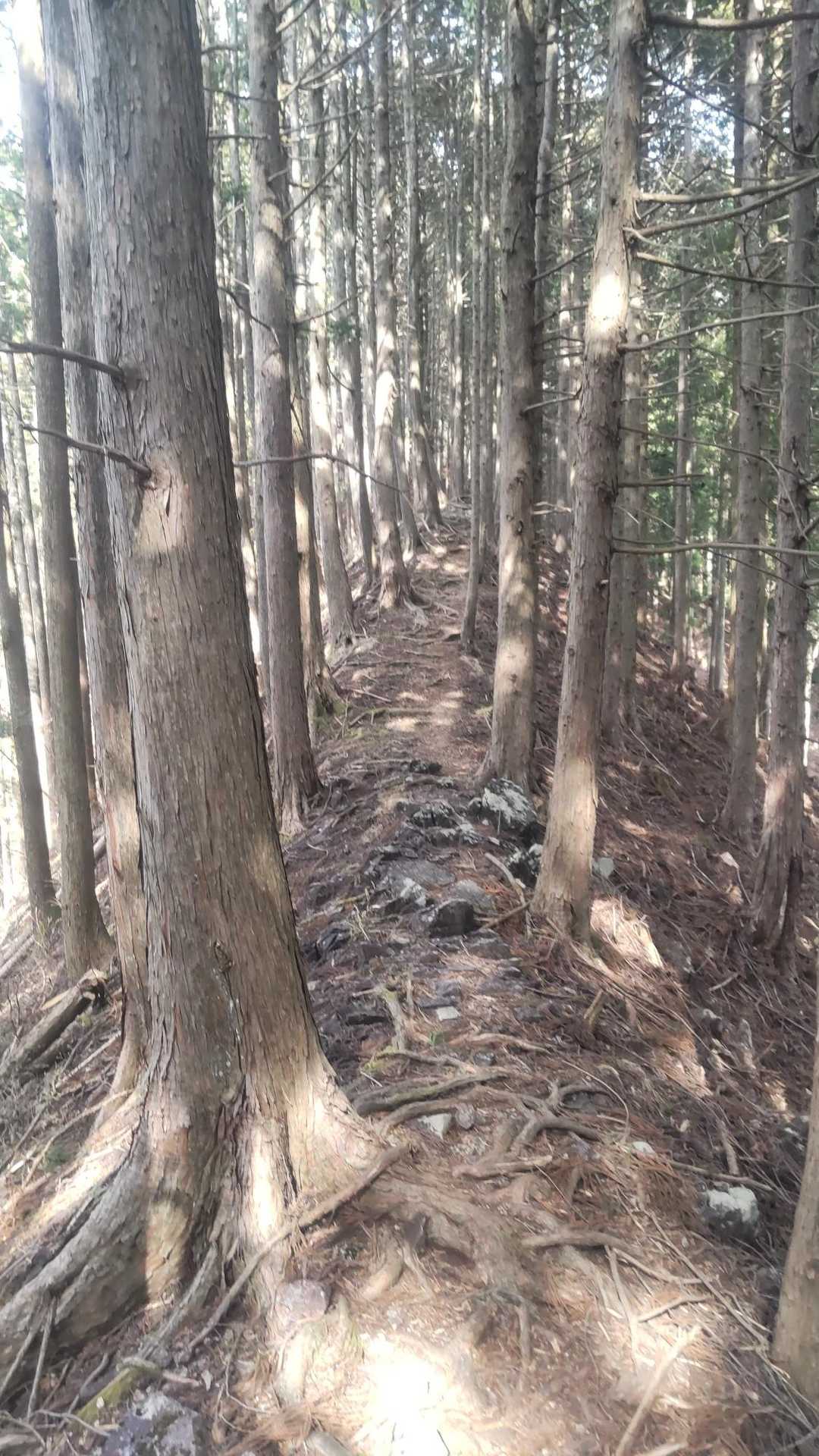 火戸尻山 往復コースの写真
